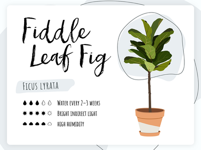 植物护理卡 - 小提琴叶无花果(Plant Care Card - Fiddle Leaf Fig)