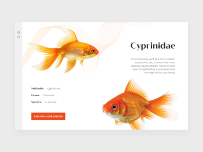 网站标题(Website Header)