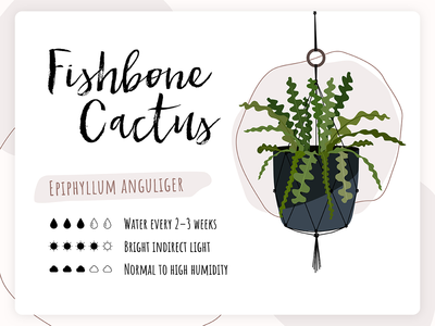 植物护理卡 - 鱼骨仙人掌(Plant Care Card - Fishbone Cactus)