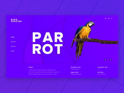 登陆页面设计(Landing Page Design)