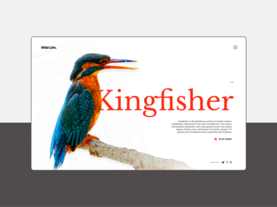 UI/UX/交互设计 - 翠鸟登陆页面(UI/UX/Interaction Design - Kingfisher Landing Page)