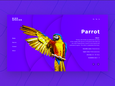 登陆页面设计(Landing Page Design)