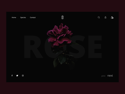 玫瑰黑暗网站设计(Roses Dark Website Design)