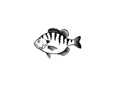 Bluegill Bream Brim Sunny 或铜鼻鱼侧视图复古黑白(Bluegill Bream Brim Sunny or Copper Nose Fish Side View Retro Black and White)