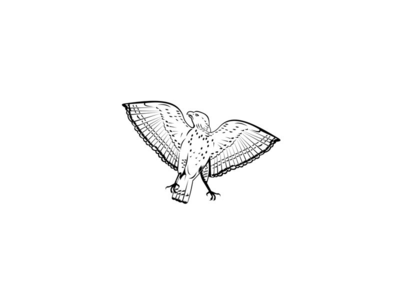宽翅鹰飞行前视图复古木刻黑白风格(Broad-Winged Hawk Flying Front View Retro Woodcut Black and White Style)