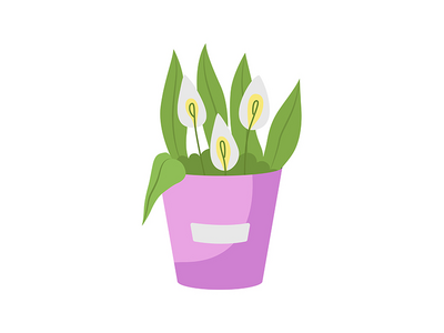 马蹄莲插花半平面彩色矢量对象(Calla lilies flower arrangement semi flat color vector object)