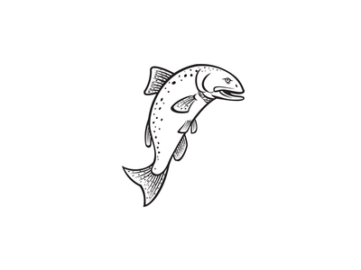 奇努克鲑鱼 Oncorhynchus Tshawytscha 帝王鲑或 Quinnat 鲑鱼(Chinook Salmon Oncorhynchus Tshawytscha King Salmon or Quinnat Salmon)